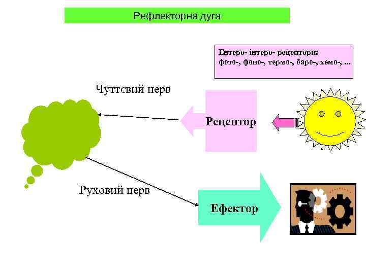    Рефлекторна дуга      Ентеро- інтеро- рецептори: 