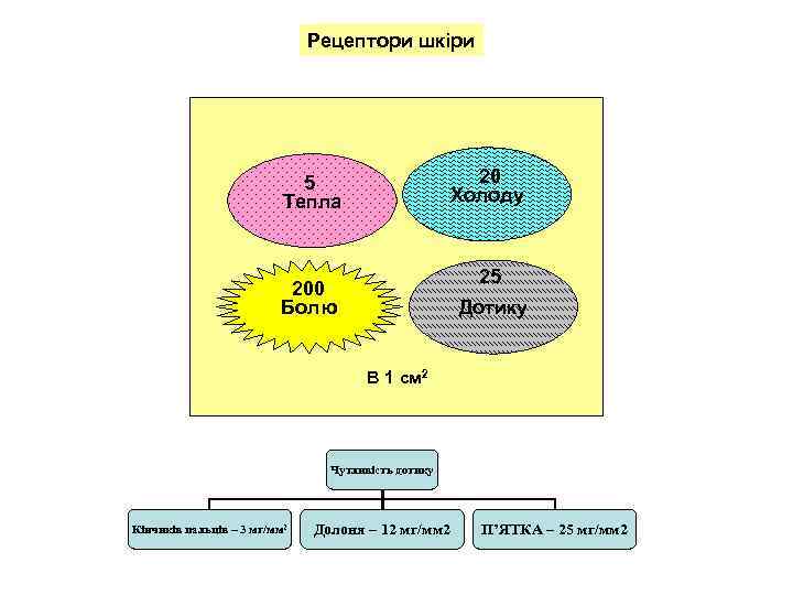      Рецептори шкіри       5
