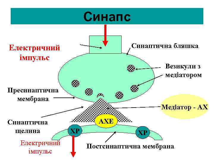     Синапс Електричний     Синаптична бляшка 