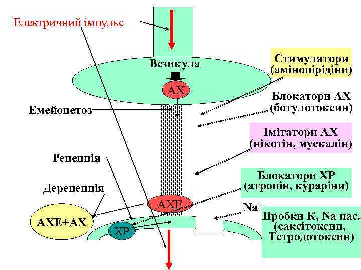 Електричний імпульс     Везикула  Стимулятори    (амінопірідіни) 