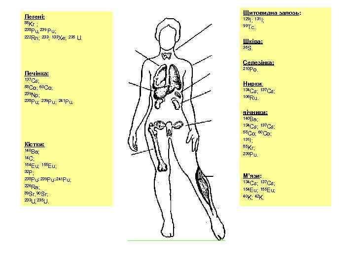       Щитовидна залозь: Легені:     129