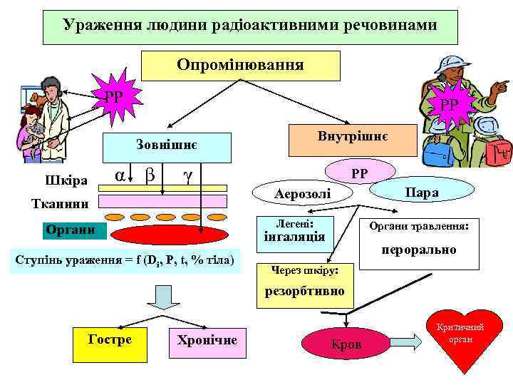   Ураження людини радіоактивними речовинами     Опромінювання   