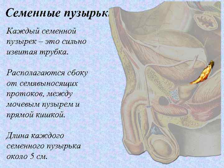 Семенные пузырьки Каждый семенной пузырек – это сильно извитая трубка. Располагаются сбоку от семявыносящих