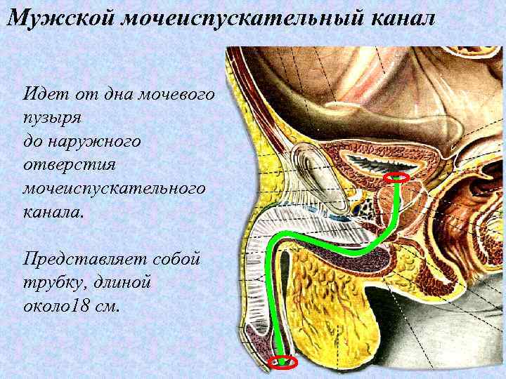 Мужской мочеиспускательный канал Идет от дна мочевого пузыря до наружного отверстия мочеиспускательного канала. Представляет