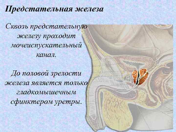 Предстательная железа Сквозь предстательную железу проходит мочеиспускательный канал. До половой зрелости железа является только