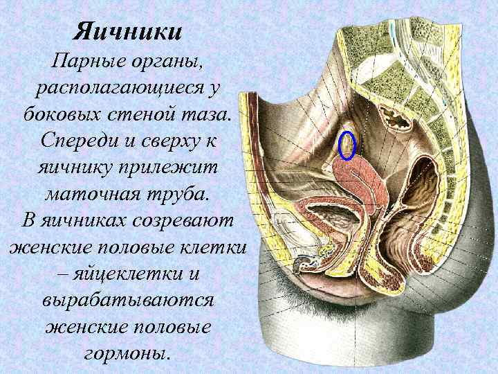 Яичники Парные органы, располагающиеся у боковых стеной таза. Спереди и сверху к яичнику прилежит