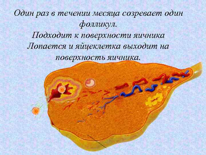 Один раз в течении месяца созревает один фолликул. Подходит к поверхности яичника Лопается и