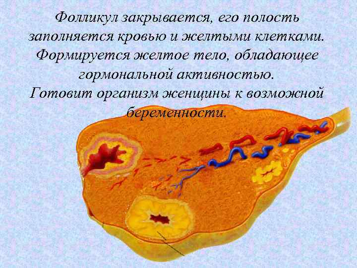 Фолликул закрывается, его полость заполняется кровью и желтыми клетками. Формируется желтое тело, обладающее гормональной