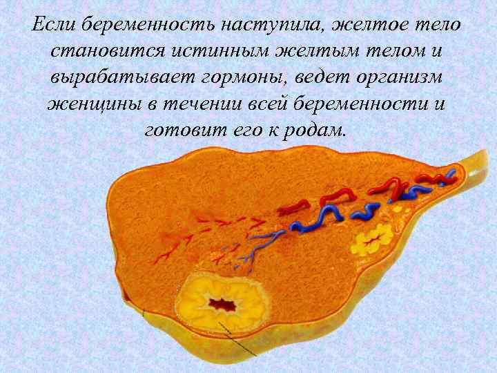 Если беременность наступила, желтое тело становится истинным желтым телом и вырабатывает гормоны, ведет организм