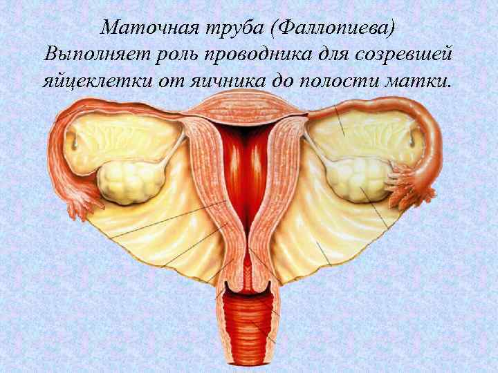 Фаллопиевы трубы. Матка и маточные трубы. Строение яичников и маточных труб.