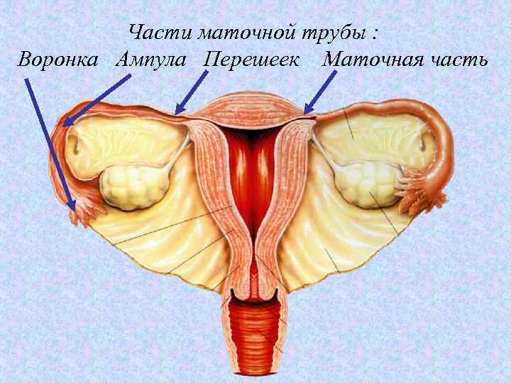 Женская половая труба. Воронка маточной трубы анатомия. Перешеек маточной трубы анатомия. Строение матки перешеек матки. Строение маточной трубы анатомия.