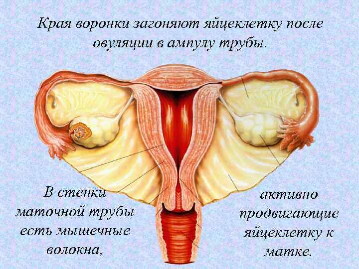 Края воронки загоняют яйцеклетку после овуляции в ампулу трубы. В стенки маточной трубы есть