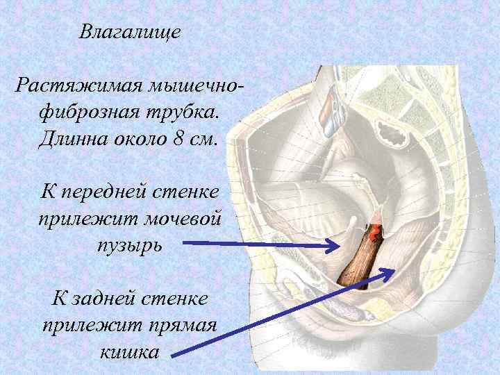 Влагалище Растяжимая мышечнофиброзная трубка. Длинна около 8 см. К передней стенке прилежит мочевой пузырь
