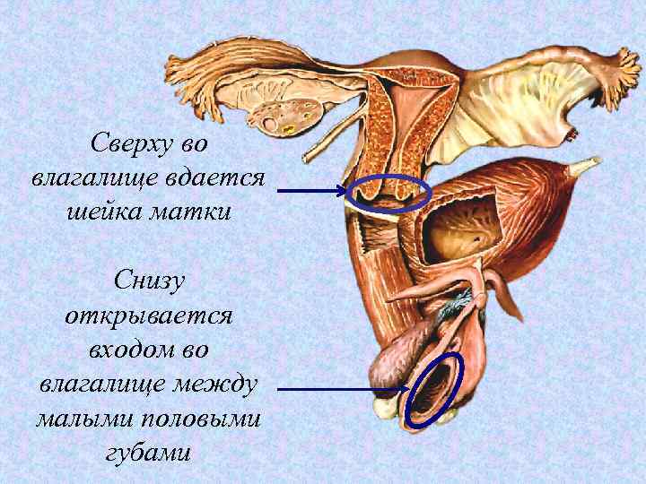 Сверху во влагалище вдается шейка матки Снизу открывается входом во влагалище между малыми половыми