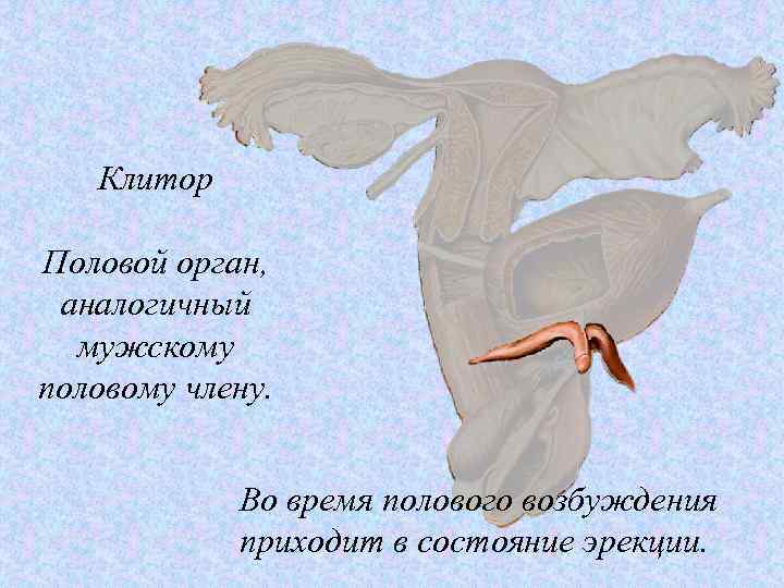 Клитор Половой орган, аналогичный мужскому половому члену. Во время полового возбуждения приходит в состояние