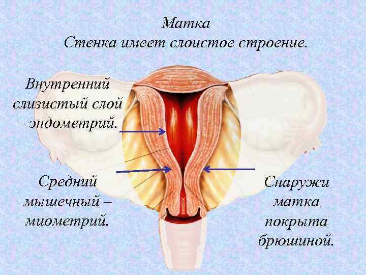 Матка Стенка имеет слоистое строение. Внутренний слизистый слой – эндометрий. Средний мышечный – миометрий.
