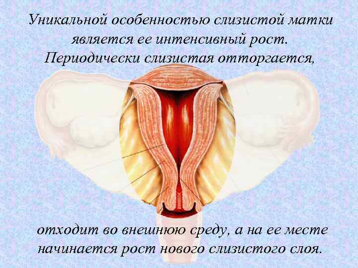 Уникальной особенностью слизистой матки является ее интенсивный рост. Периодически слизистая отторгается, отходит во внешнюю
