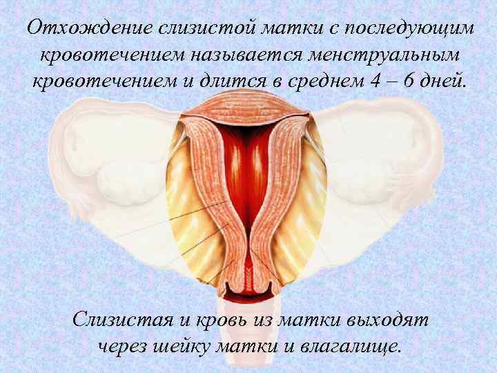 Отхождение слизистой матки с последующим кровотечением называется менструальным кровотечением и длится в среднем 4