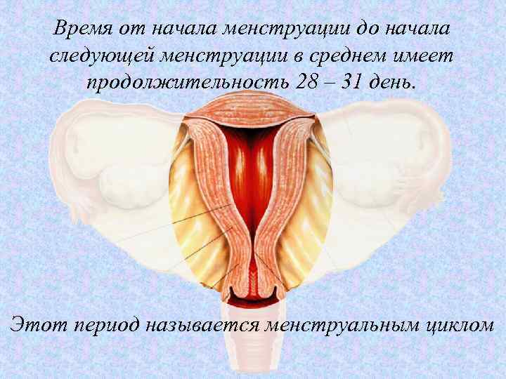 Время от начала менструации до начала следующей менструации в среднем имеет продолжительность 28 –