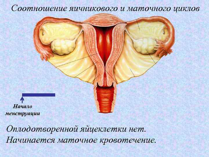 Соотношение яичникового и маточного циклов Начало менструации Оплодотворенной яйцеклетки нет. Начинается маточное кровотечение. 