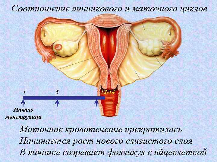 Соотношение яичникового и маточного циклов 1 5 12 -14 Начало менструации Маточное кровотечение прекратилось