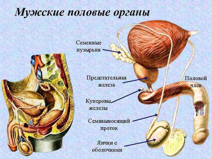 Куперовы железы фото