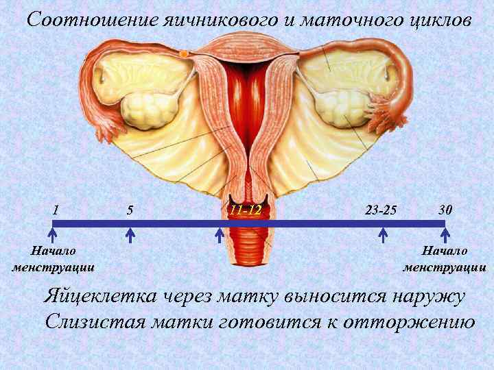 Соотношение яичникового и маточного циклов 1 Начало менструации 5 11 -12 23 -25 30