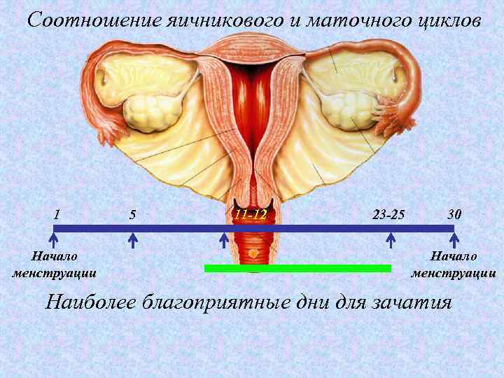 Маточный цикл. Маточный менструальный цикл. Менструальный цикл, яичниковый цикл, маточный цикл. Маточный и яичниковый цикл кратко.