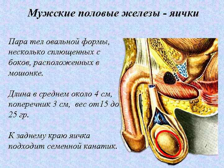 Мужские половые железы - яички Пара тел овальной формы, несколько сплющенных с боков, расположенных