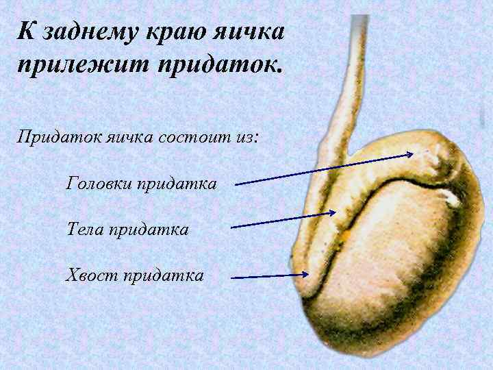 К заднему краю яичка прилежит придаток. Придаток яичка состоит из: Головки придатка Тела придатка
