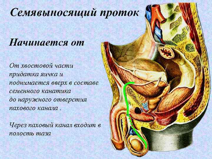 Семявыносящий проток Начинается от От хвостовой части придатка яичка и поднимается вверх в составе