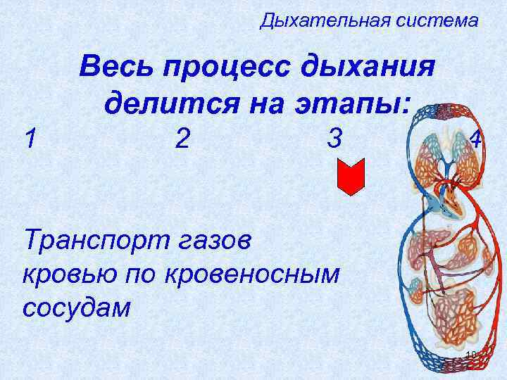     Дыхательная система Весь процесс дыхания делится на этапы: 1 