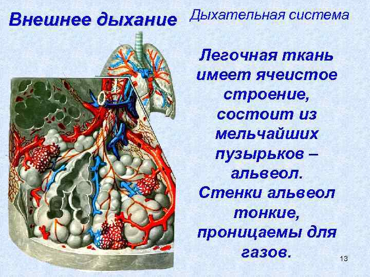 Внешнее дыхание  Дыхательная система    Легочная ткань    имеет