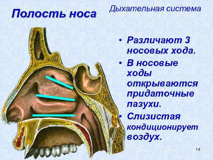 Полость носа рисунок