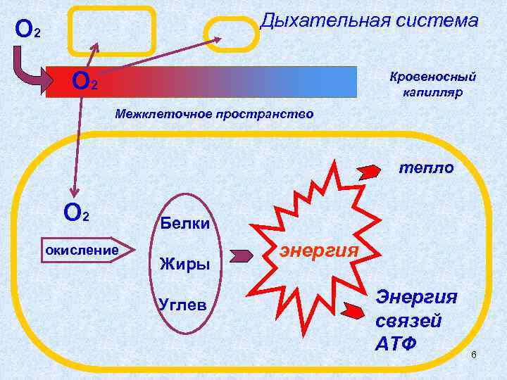       Дыхательная система О 2    