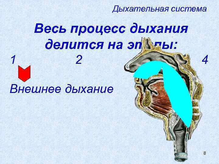    Дыхательная система Весь процесс дыхания делится на этапы: 1  2
