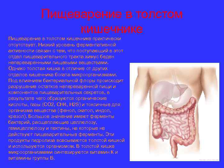    Пищеварение в толстом    кишечнике Пищеварение в толстом кишечнике