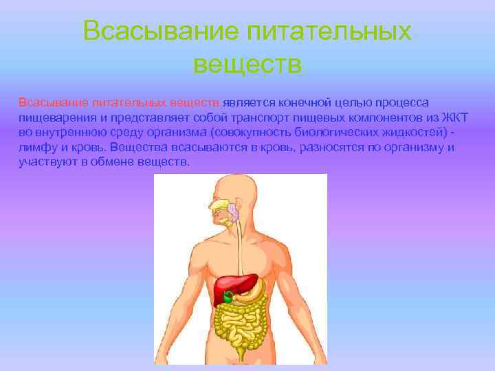 Всасывание питательных веществ в кровь 8 класс презентация пасечник