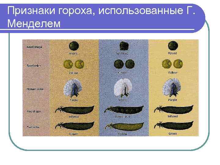 Признаки гороха, использованные Г.  Менделем 