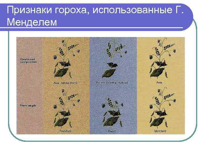 Признаки гороха, использованные Г.  Менделем 