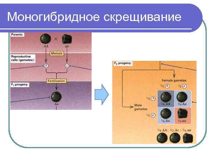 Моногибридное скрещивание 