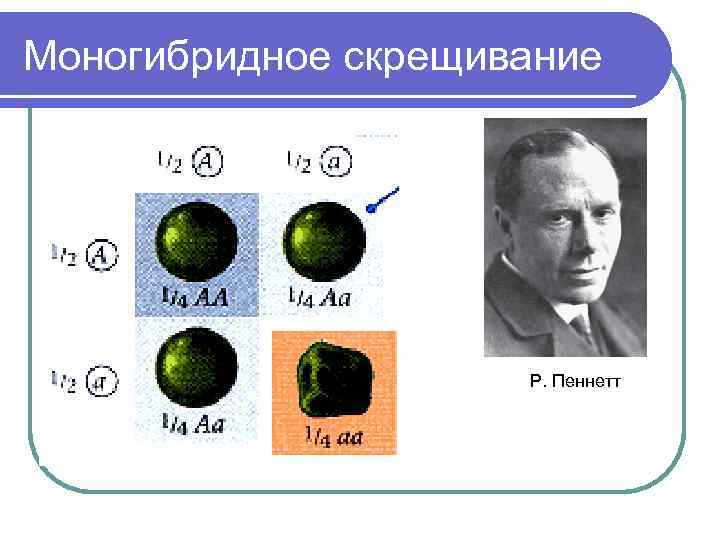 Моногибридное скрещивание     Р. Пеннетт 