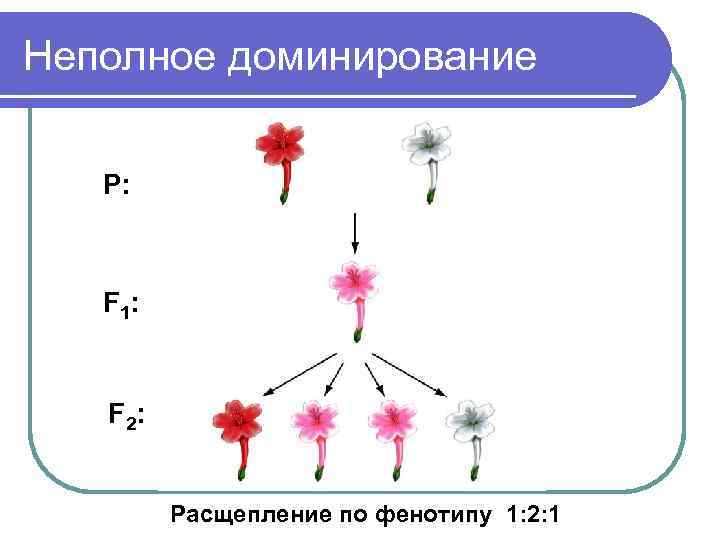 Неполное доминирование Р:  F 1:  F 2:   Расщепление по фенотипу