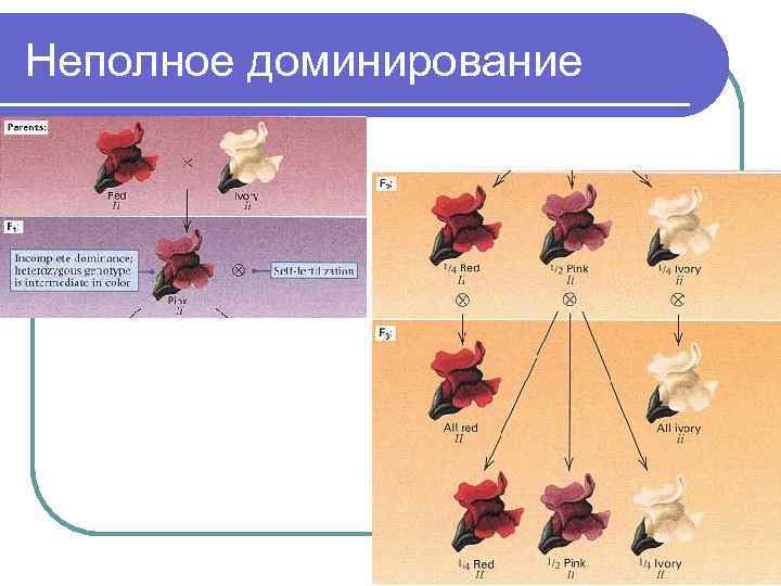 Неполное доминирование 
