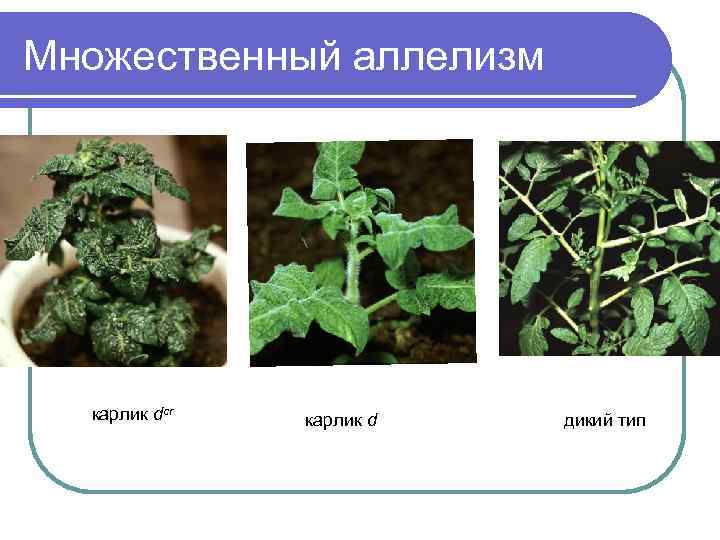 Дикий тип. Множественный аллелизм у растений. Дикий Тип в генетике. Понятие дикий Тип. Конкретный пример множественного аллелизма у растений.