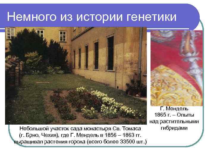 Немного из истории генетики      Г. Мендель   