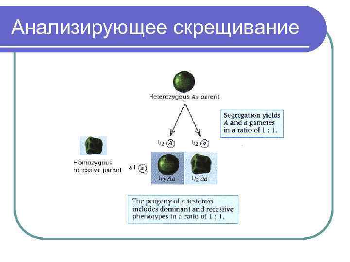 Анализирующее скрещивание 