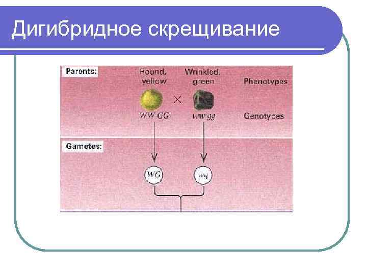 Дигибридное скрещивание 