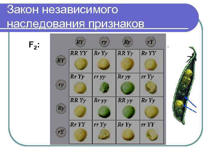 Закон независимого наследования признаков  F 2: 