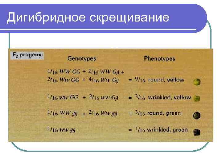 Дигибридное скрещивание 